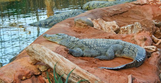 crocodile camping harmony